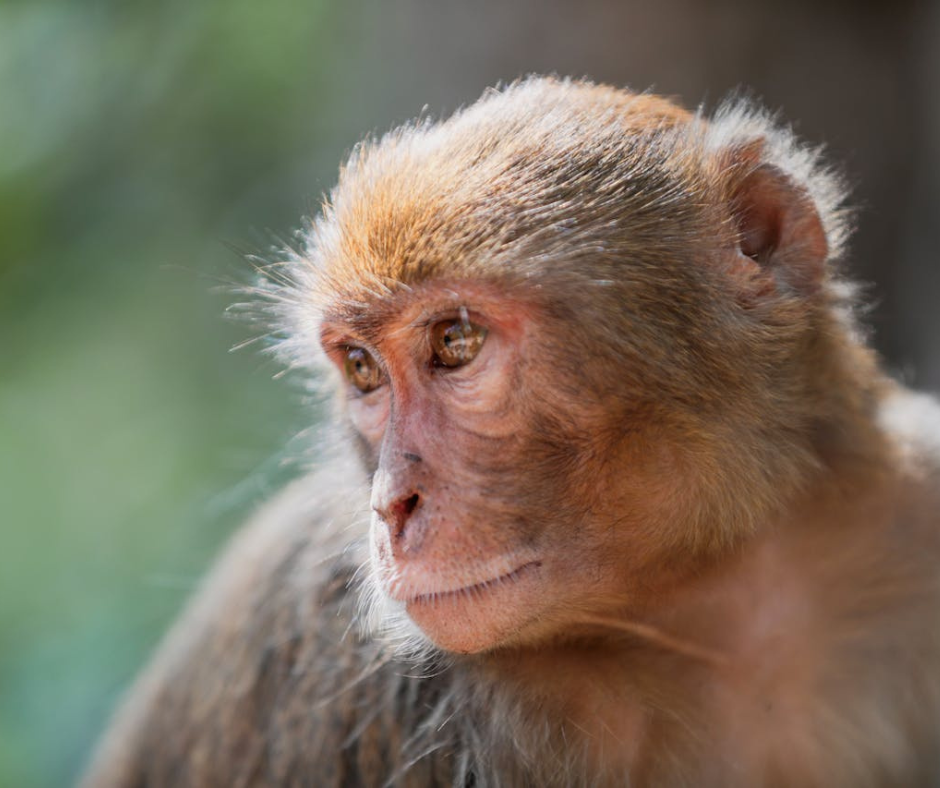 close up of the head of a macaque monkey